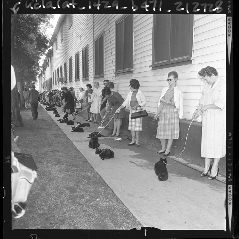 Casting call for black cats to star in Roger Corman movie in Los Angeles, Calif., 1961